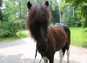 Bokki fra Gundestrup / Verkaufspferd